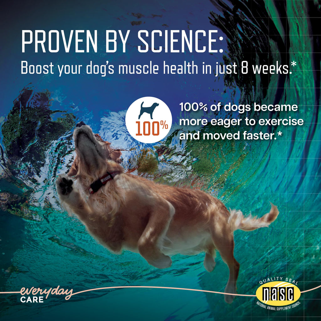 Soft Chews for Dogs Large Breed 60 Count N943178